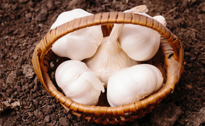 JA生にんにく（新物）約10kg