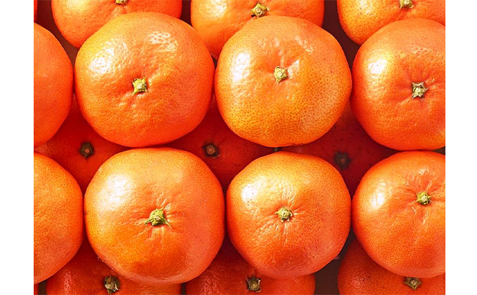 小原紅早生みかん（約4.7kg）