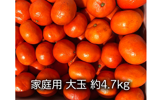 家庭用　小原紅早生みかん（大玉約4.7kg）