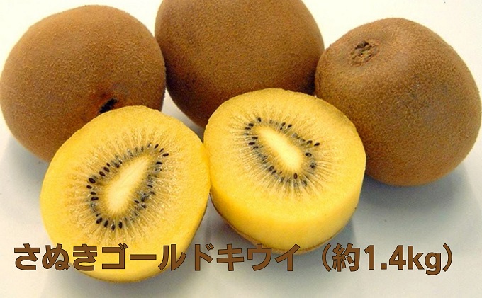 さぬきゴールドキウイ（約1.4kg）