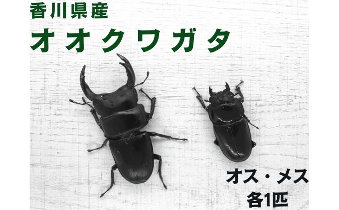 【予約受付】オオクワガタ　オス・メス1ペア（各1匹・香川県産）※2026年8月以降発送