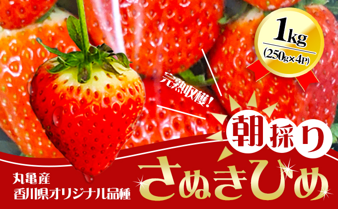 いちご 先行予約 朝採り さぬきひめ 250g × 4パック 丸亀産 フルーツ 果物 デザート おやつ 旬 産地直送 旬の果物 旬のフルーツ お取り寄せ 取り寄せ 冷蔵 冷蔵配送 2025 先行 予約 2025年 1月中旬以降発送開始