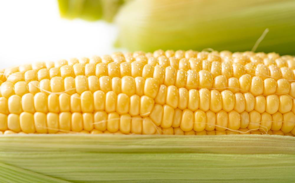 ＜2026年6月中旬以降発送・先行予約＞とうもろこし イエローコーン 約4.5kg ( 12 ～ 20本 )