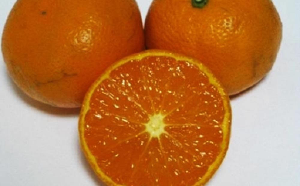 農6号みかん（のうろく）約5kg