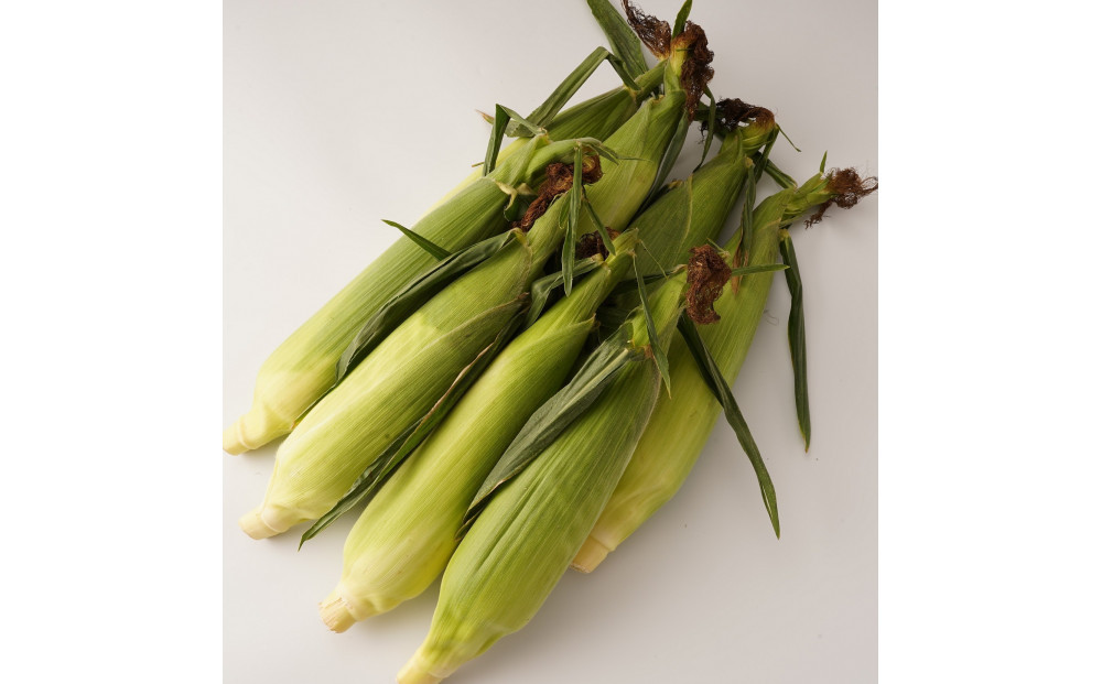 ＜2026年6月中旬以降発送・先行予約＞とうもろこし ホワイトコーン 約2.5kg×2