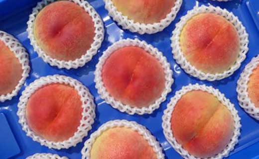 ＜滴る果汁とあふれる果肉が自慢＞香川産の桃 4kgセット【先行予約・2026年6月下旬より順次発送】