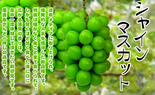 《2026年発送》特秀品シャインマスカット1kgの詰め合わせ【数量限定】