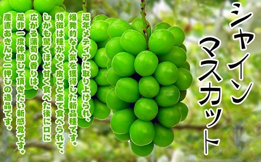 《2026年発送》大粒 シャインマスカット セット 秀品 約5kg ( 6～10房 )  2026年発送 ｜ 香川産 ぶどう マスカット