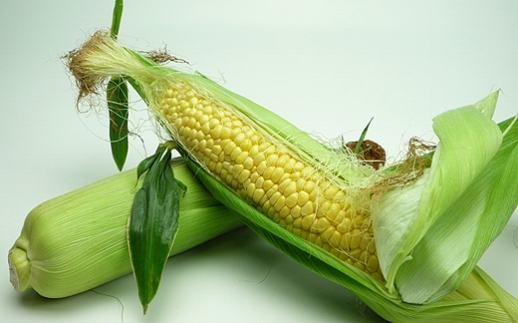 とうもろこし もぎたてトウモロコシ 5kg 坂出市産【先行予約：2025年6月上旬～順次発送】