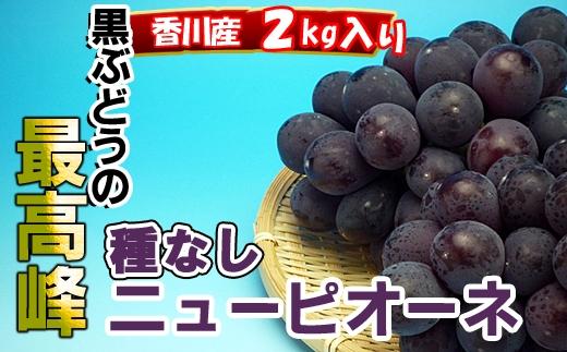 《2026年発送》ニューピオーネ 秀品 2kg ( 約3 ~ 5房 )  ｜ぶどう 香川産 人気品種