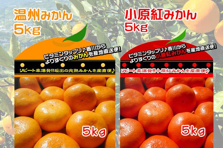 ≪先行受注≫小原紅早生 & 完熟温州 セット 約10kg ( 小原紅早生みかん約5kg & 完熟温州みかん約5kg ) S ～ Lサイズ ｜ みかん