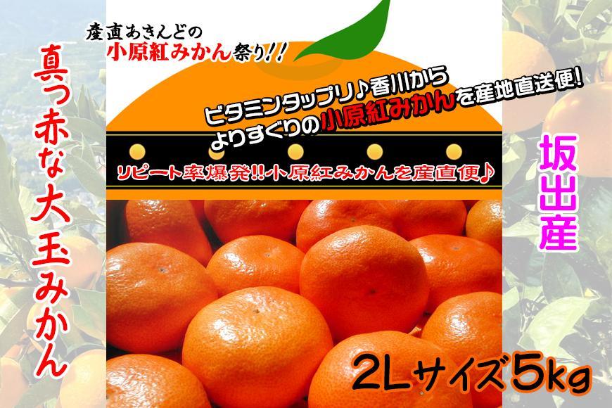 ≪先行受注≫小原紅早生みかん 香川県産 約5kg ( 2Lサイズ ) ｜ みかん