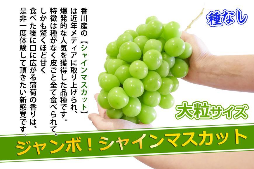 《2026年発送》特秀品シャインマスカット ( １房 約700g以上 ) ぶどう マスカット 香川県産