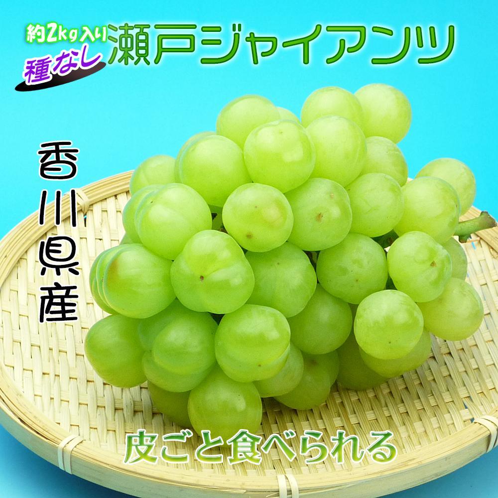 《2026年発送》香川産のもぎたて瀬戸ジャイアンツ2kg【ご家庭用】