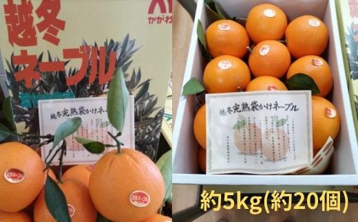 越冬完熟袋掛けネーブル 約5kg（約20個）と大粒いちごさぬきひめ 2パック