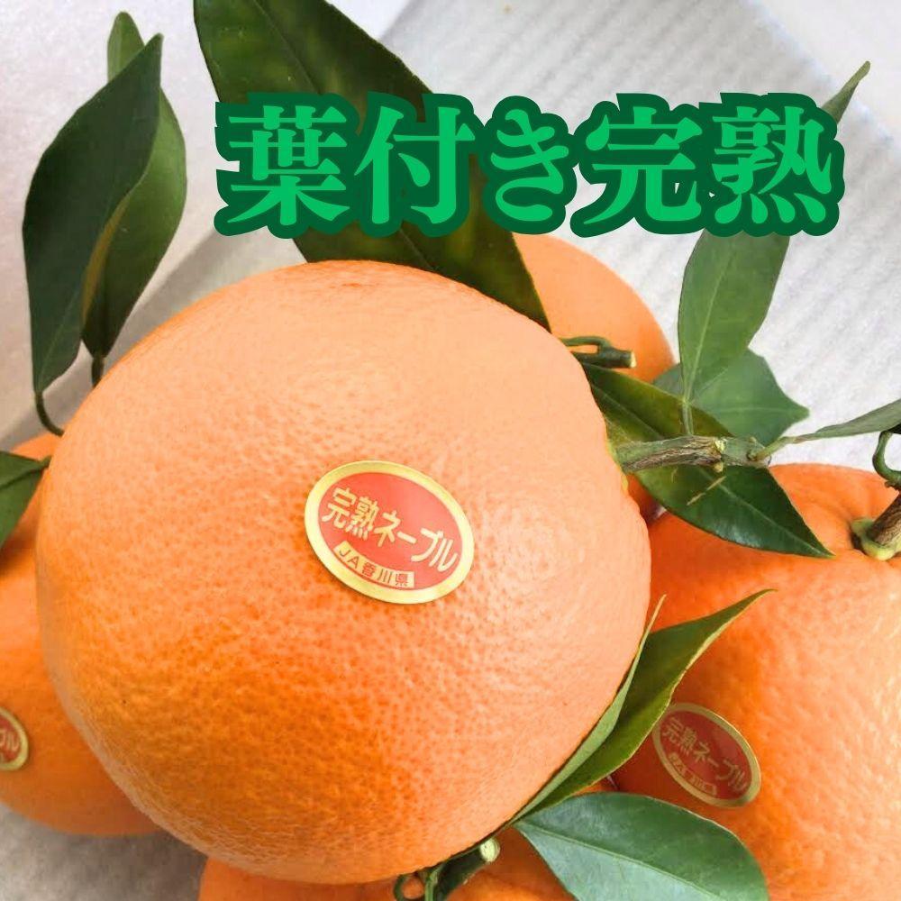 越冬完熟袋掛けネーブル 約5kg （15〜20個入り）