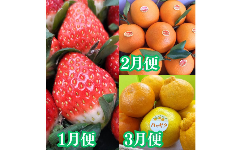 【定期便全7回】美味しい果物定期便　