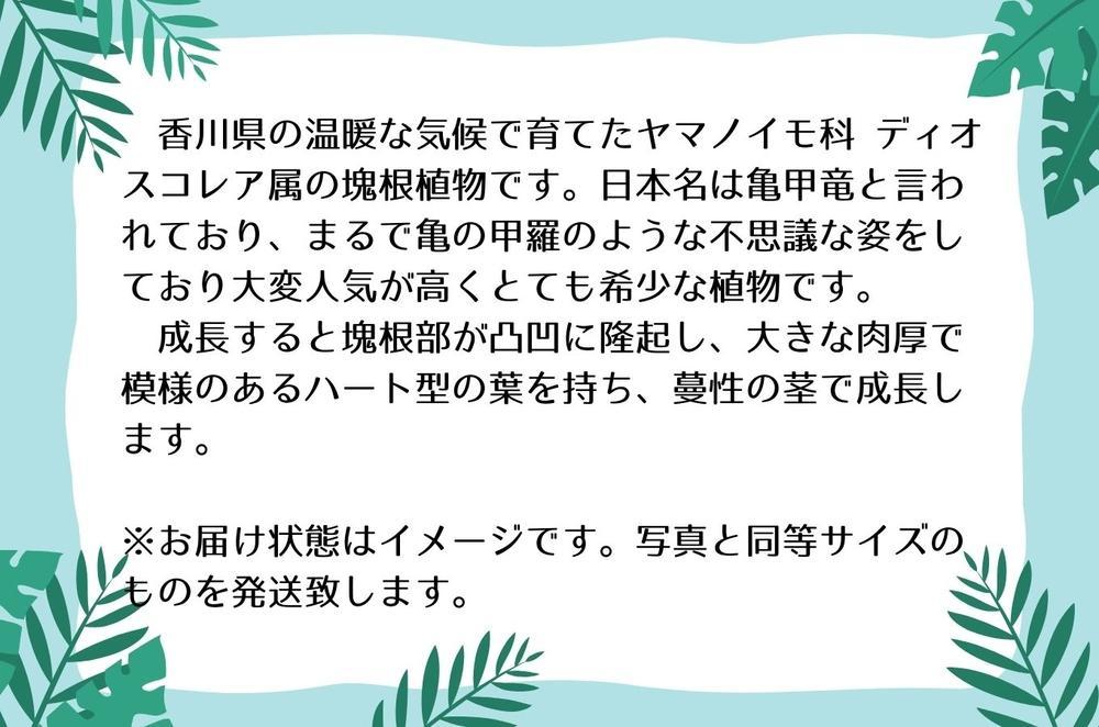 ディオスコレアエレファンティペス実生株 1本