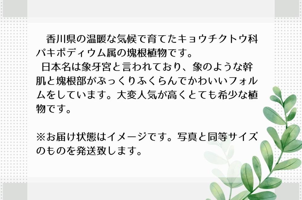 パキポディウムグラキリス実生株 1本