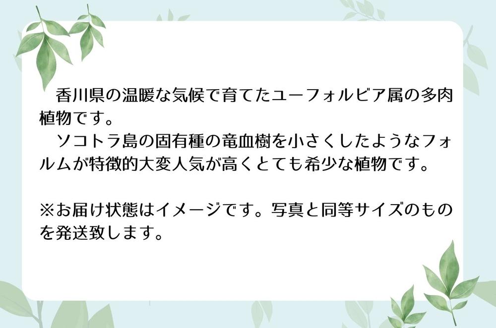 ユーフォルビアギラウミニアナ実生株 1本