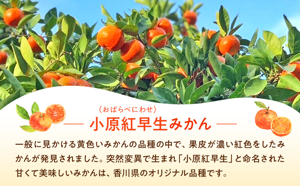 原田果樹農園直送！ 小原紅早生みかん 約10kg（S~Mサイズ混合）数量限定