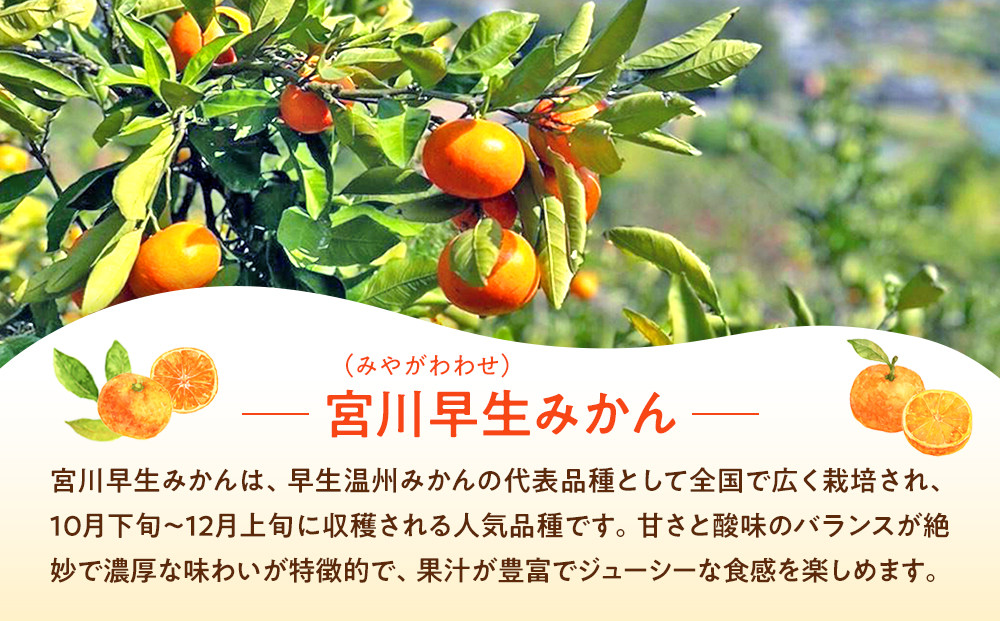 原田果樹農園直送！ 宮川早生みかん 約5kg（S~Mサイズ混合）数量限定