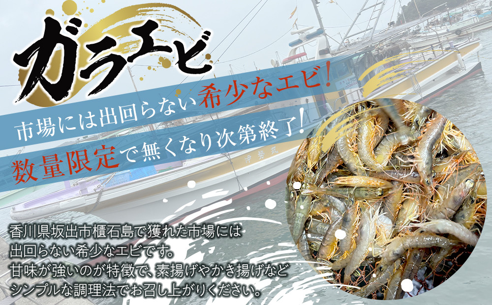 櫃石島産ガラエビ（小エビ）約1kg　【500ｇ×2パック】