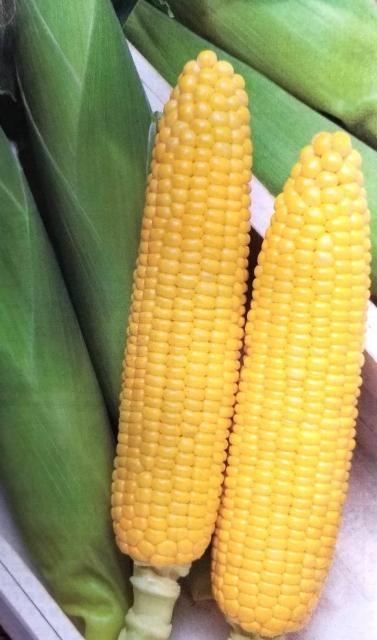 ＜2026年6月中旬以降発送・先行予約＞とうもろこし イエローコーン 約4.5kg ( 12 ～ 20本 )
