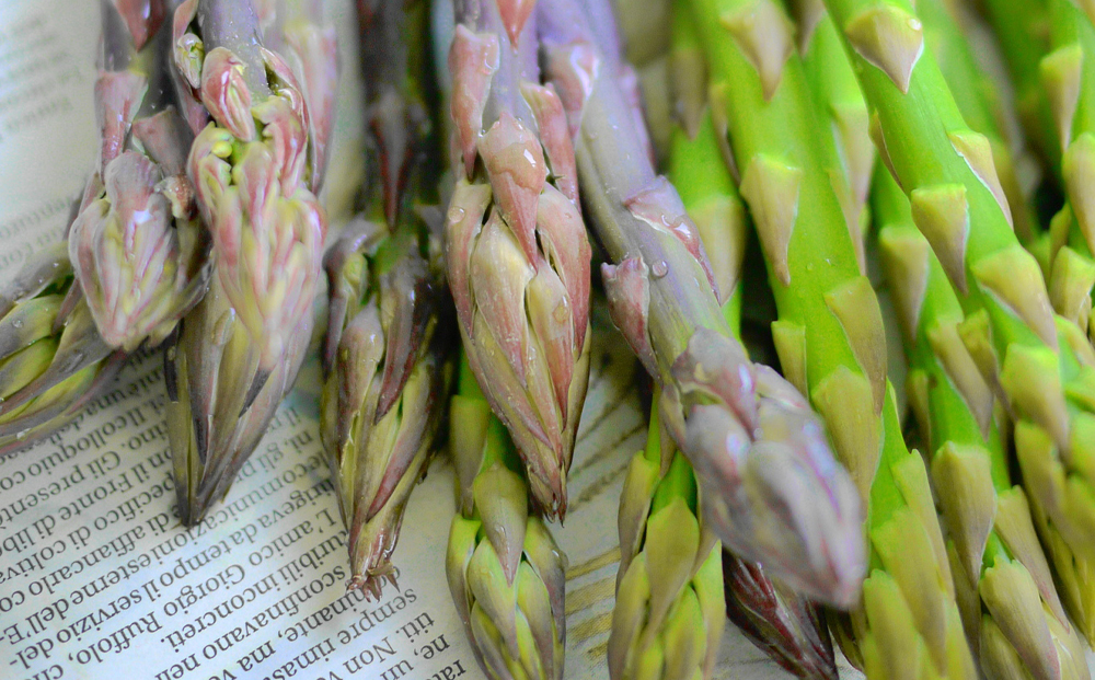 グリーンアスパラ & 紫アスパラ セット 約1.3kg ( グリーンアスパラガス約800g & 紫アスパラガス約500g ) 坂出市産｜アスパラガス