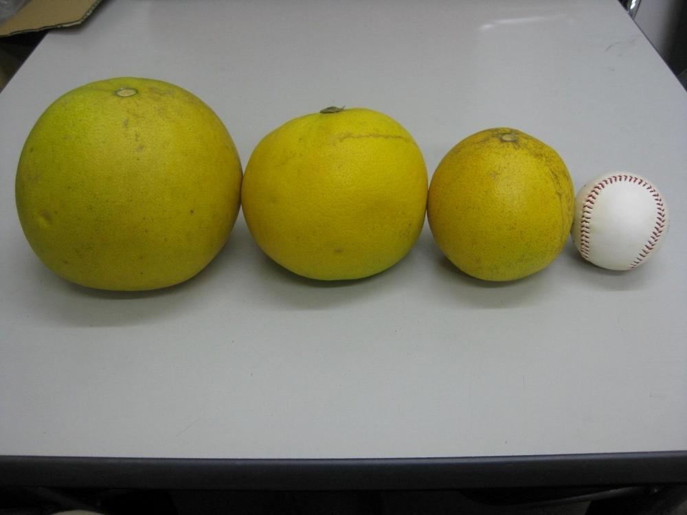 【訳あり】さぬきポメロ　約８ｋｇ（サイズ混合）