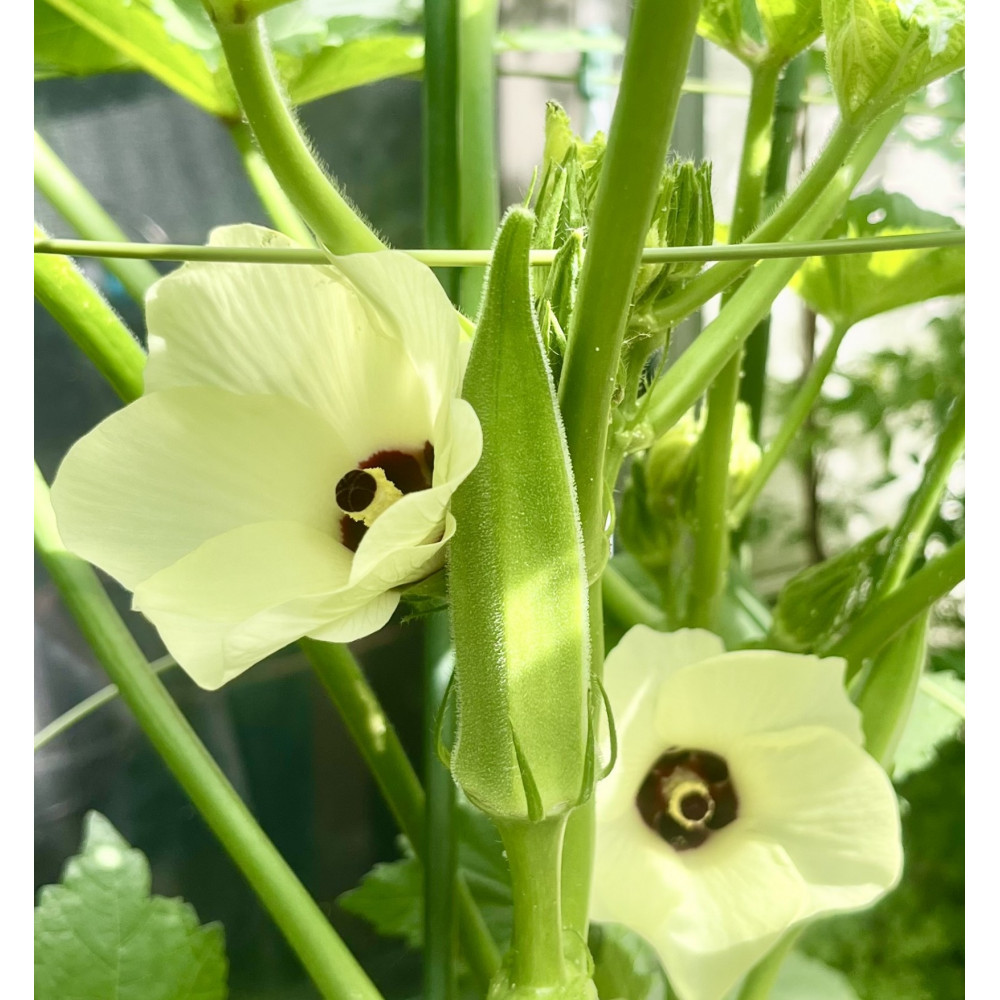 オクラ　約2.1kg