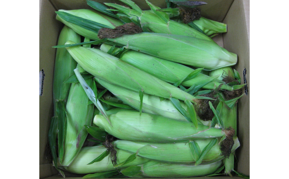 ご家庭用細物ホワイトコーン　約3.5kg×2