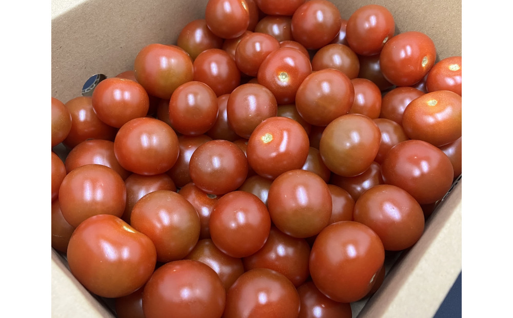 訳ありミニトマト　約3kg