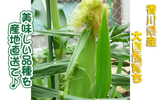 とうもろこし もぎたてトウモロコシ 5kg 坂出市産【先行予約：2025年6月上旬～順次発送】