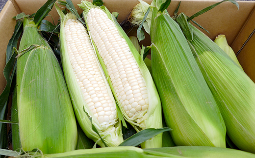 とうもろこし まるでフルーツと名高いのホワイトコーン！ 5kg 秀品 限定300セット！坂出市産【先行予約：2025年6月上旬～順次発送】