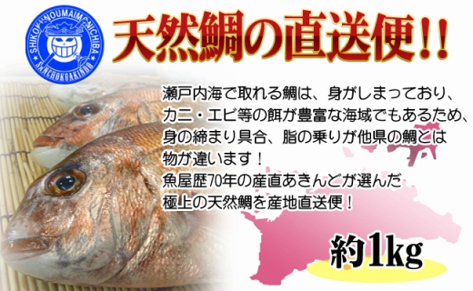 【ギフト用】[下処理あり]≪瀬戸内海産≫朝1番水揚げされた天然真鯛を直送致します。［中サイズ］