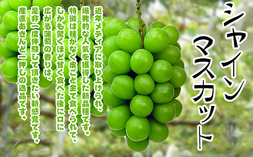 《2026年発送》特秀品シャインマスカット2kgの詰め合わせ