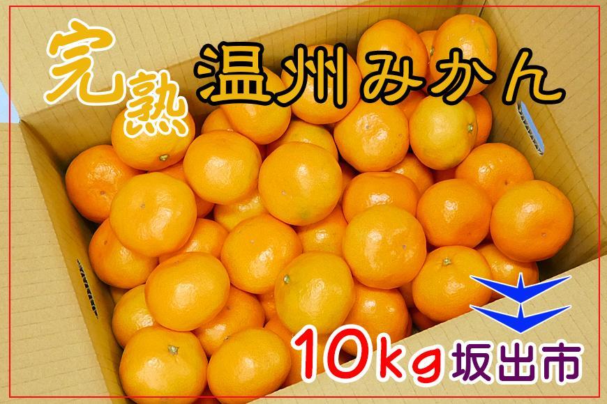 ≪先行受注≫温州みかん 香川産 約10kg ( S ～ Lサイズ ) ｜ みかん 味濃い