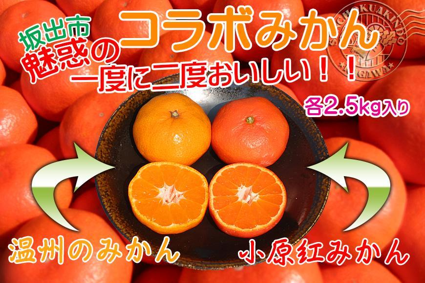 ≪先行受注≫小原紅早生 & 完熟温州 セット 約5kg ( 小原紅早生みかん約2.5kg & 完熟温州みかん約2.5kg ) S ～ Lサイズ ｜ みかん