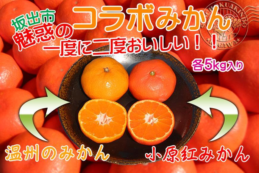 ≪先行受注≫小原紅早生 & 完熟温州 セット 約10kg ( 小原紅早生みかん約5kg & 完熟温州みかん約5kg ) S ～ Lサイズ ｜ みかん