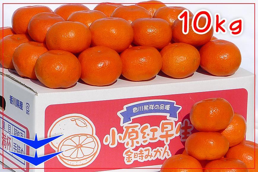 ≪先行受注≫小原紅早生みかん 香川県産 約10kg ( S ～ Lサイズ ) ｜ みかん