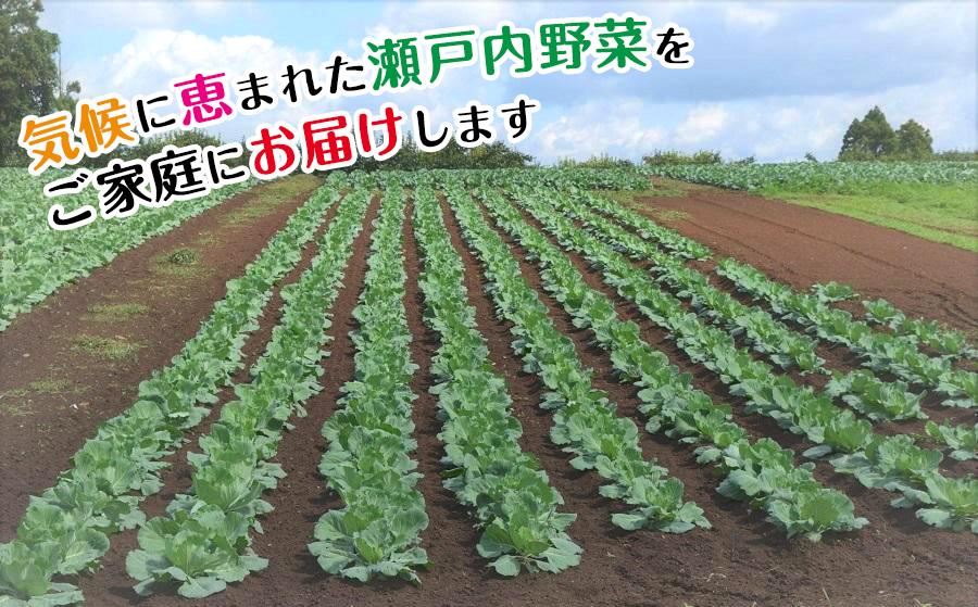 【定期便6回】野菜ソムリエの選ぶ旬のお野菜と果物セット