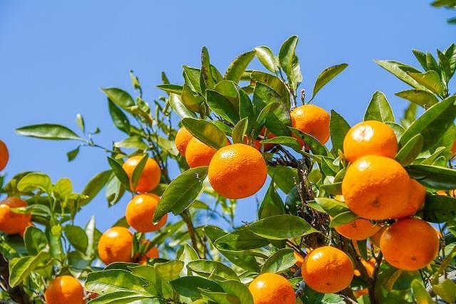 【定期便12回】野菜ソムリエの選ぶ日本の地中海、瀬戸内海の旬の果物
