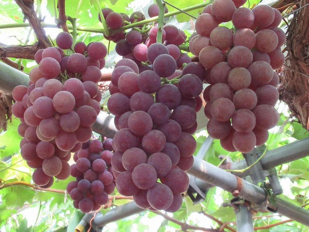 【定期便3回】野菜ソムリエの選ぶ日本の地中海、瀬戸内海の旬の果物