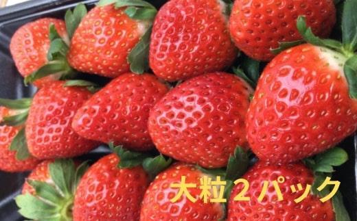 越冬完熟袋掛けネーブル 約5kg（約20個）と大粒いちごさぬきひめ 2パック