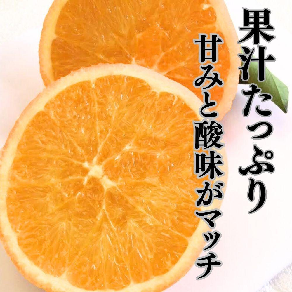 越冬完熟袋掛けネーブル 約5kg （15〜20個入り）