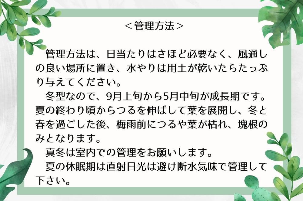 ディオスコレアエレファンティペス実生株 1本