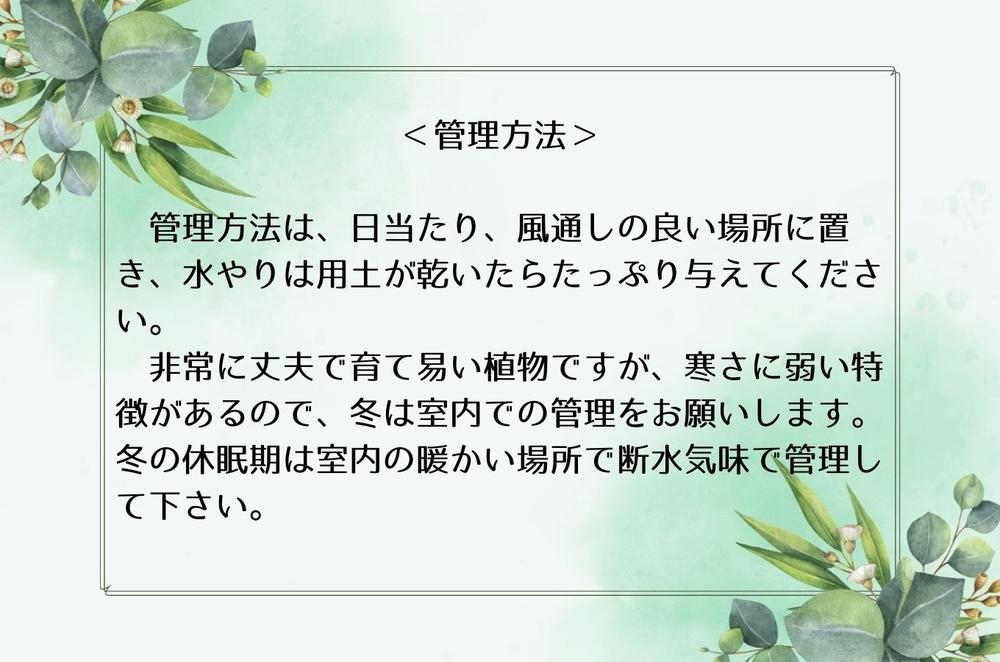 パキポディウムグラキリス実生株 1本