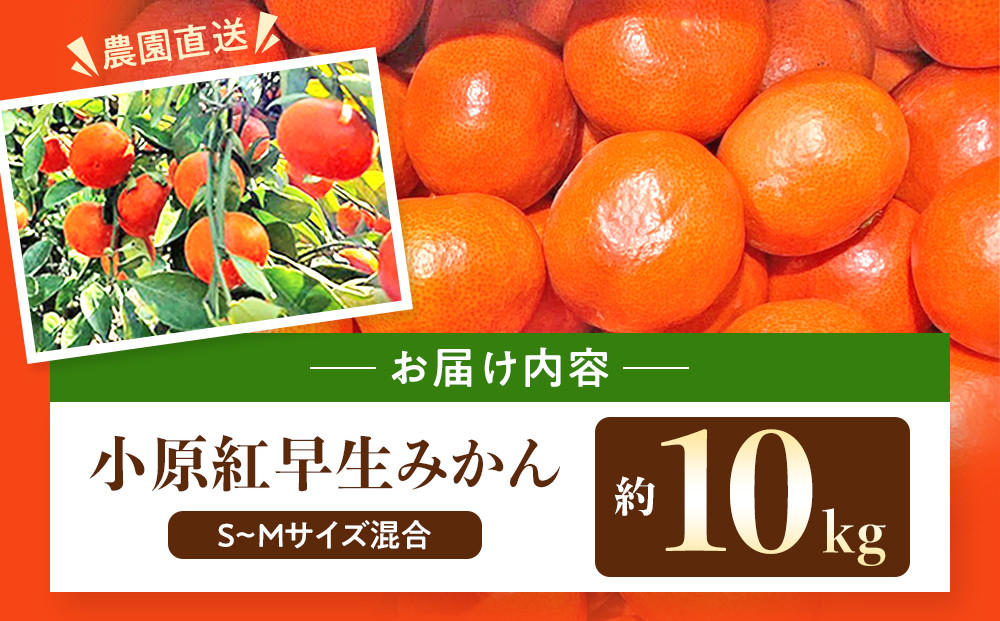 原田果樹農園直送！ 小原紅早生みかん 約10kg（S~Mサイズ混合）数量限定