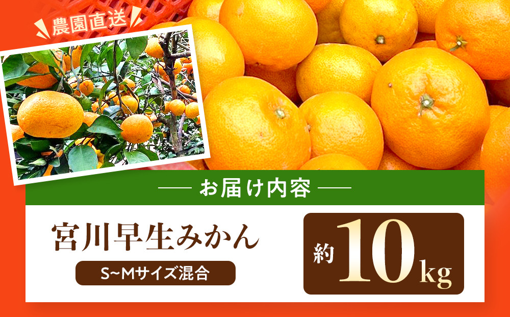 原田果樹農園直送！ 宮川早生みかん 約10kg（S~Mサイズ混合）数量限定
